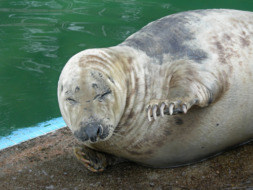 gweek seal sanctuary, cornwall